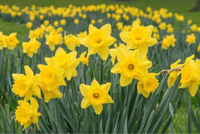 Daffodils